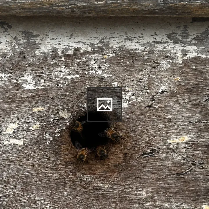 Worker Bees in Beekeeping