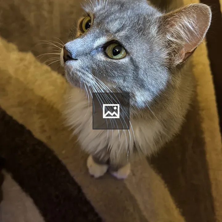 Cat on striped rug