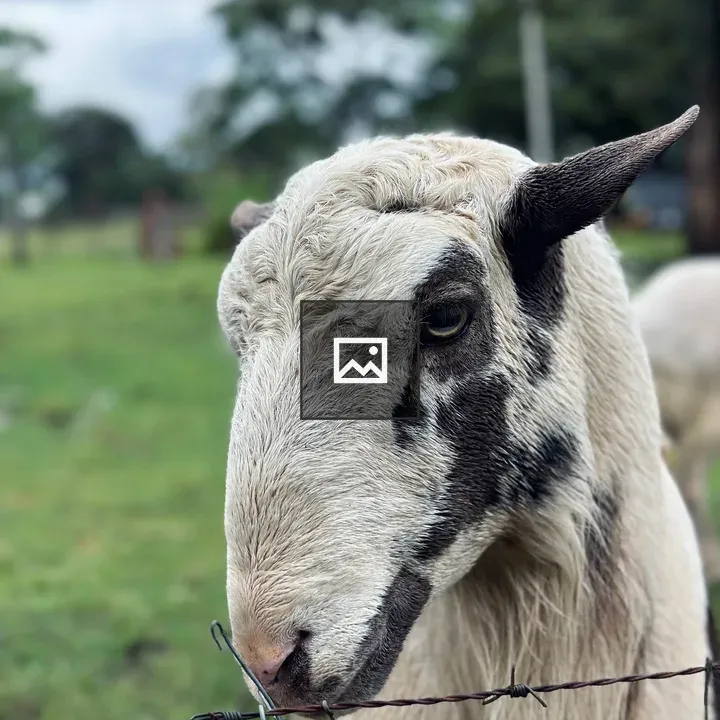 Sheep by a Fence