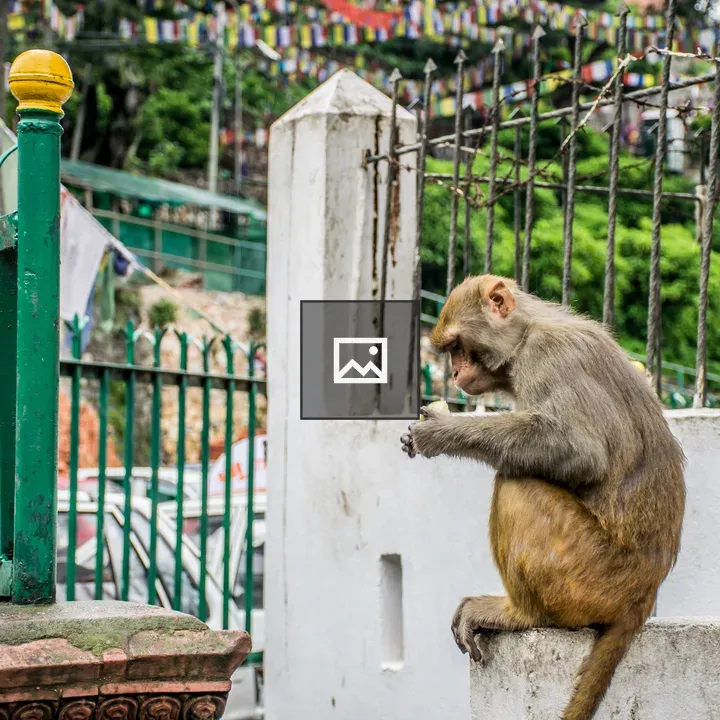 Monkey Eating Fruit on Wall