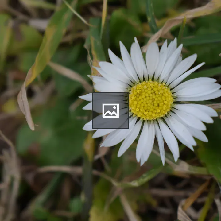 White and yellow flower close-up