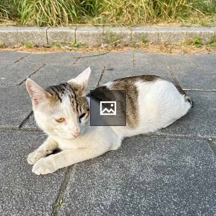 Cat on Paved Path