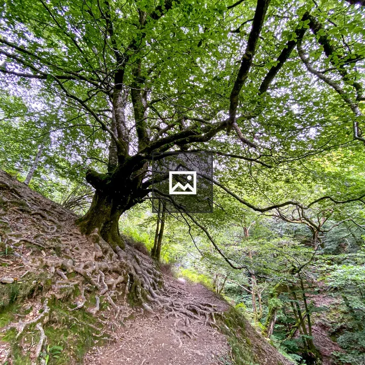 Forest with Dominant Large Tree