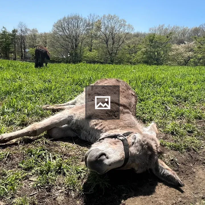 Donkey in a Grass Field