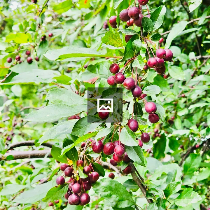 Cherries in Central Park