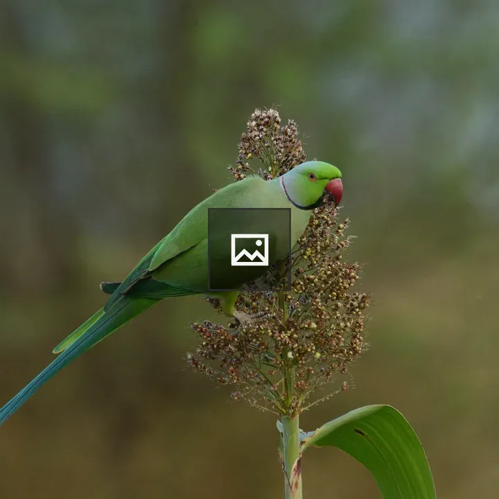 Green parakeet on plant stem
