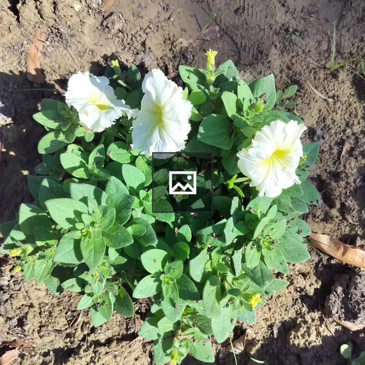 White flower blooming