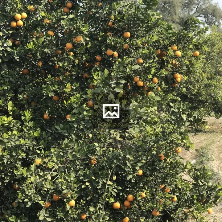 Mandarin Plant Full of Fruits