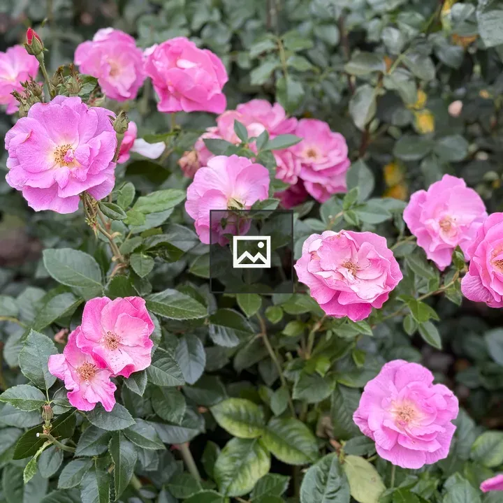 Bright pink roses cluster