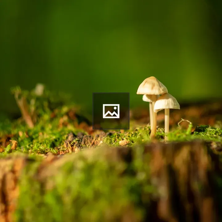 Small mushrooms on a mossy stump