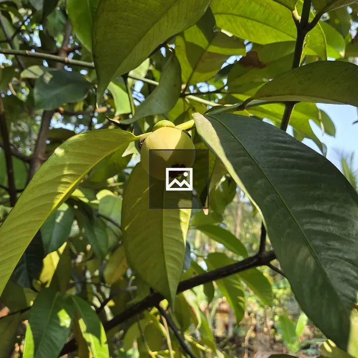 Mangosteen Tree Close-up