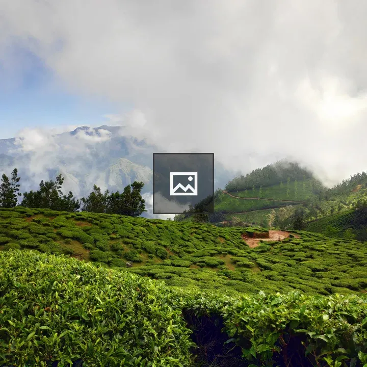 Tea plantations and mountains