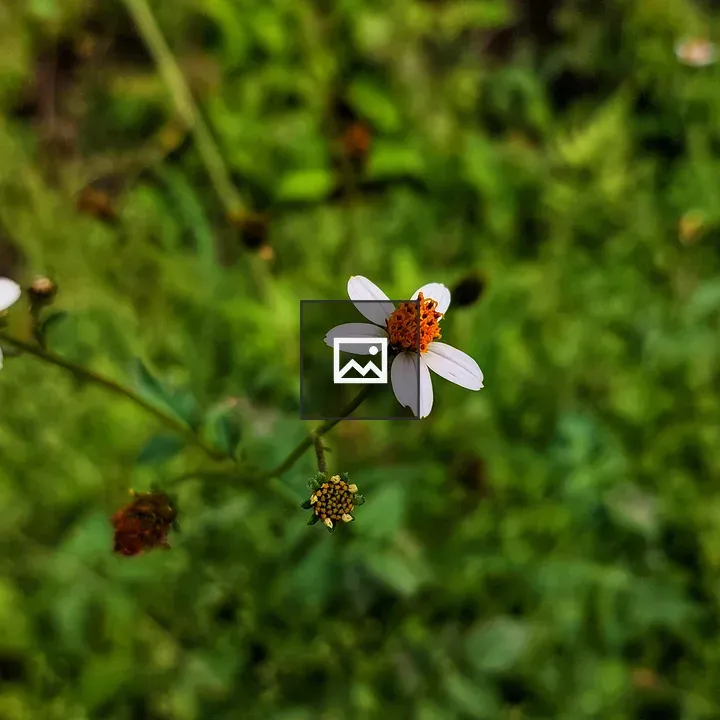 White and orange Black-jack flower