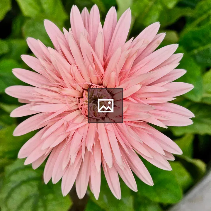 Pink Gerbera Close-up