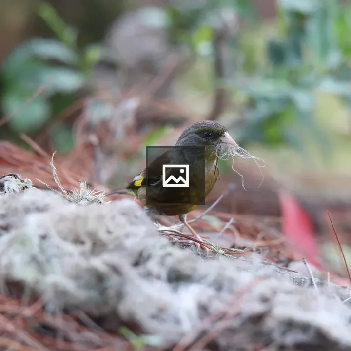 Oriental Greenfinch Nesting Material
