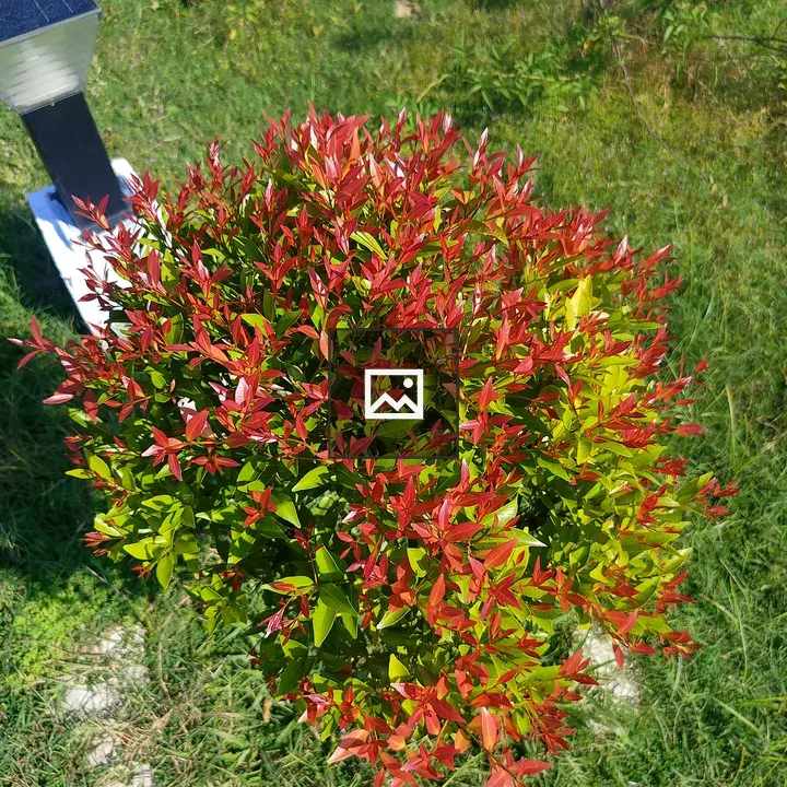 Bright red and green shrub
