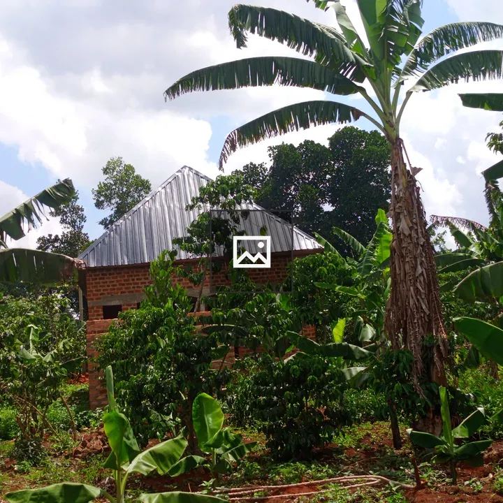 Shell house with plantations
